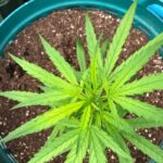 excursion-half-day-cannabis-farm (1)