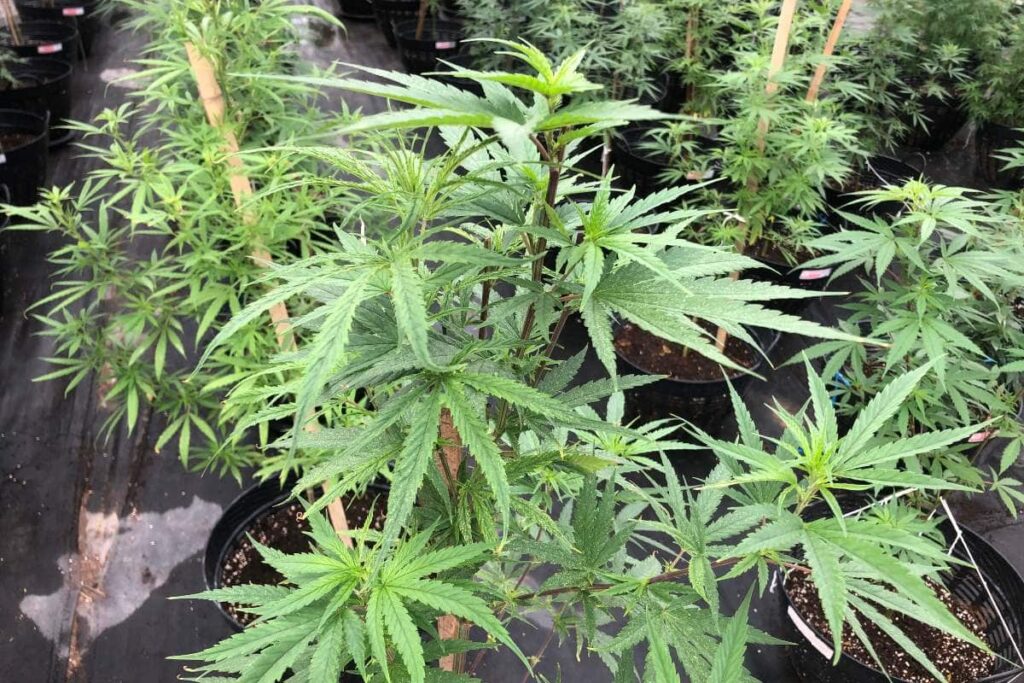 half-day-cannabis-farm (1)