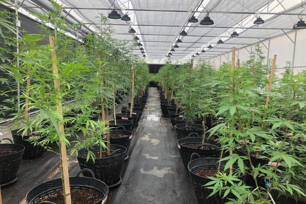 half-day-cannabis-farm-tour (1)