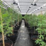 half-day-cannabis-farm-tour (1)