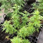 hemp-farm-thailand (1)