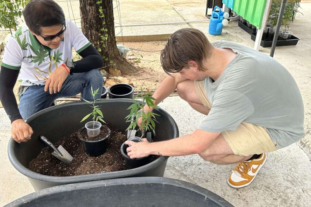 thailand-cannabis-farm (1)